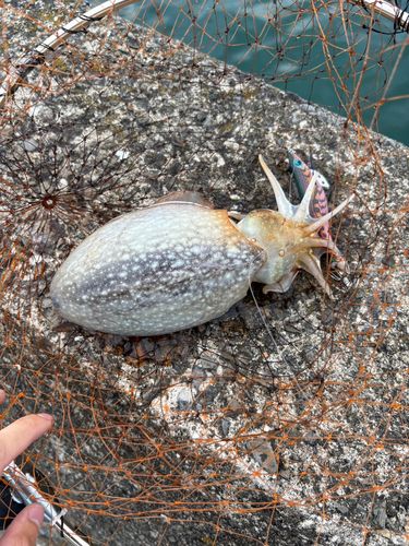 コウイカの釣果