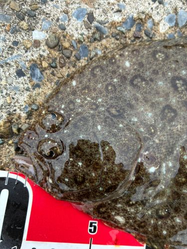 ガンゾウビラメの釣果
