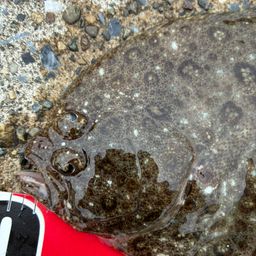 ガンゾウビラメ