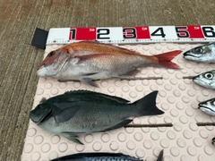 マダイの釣果