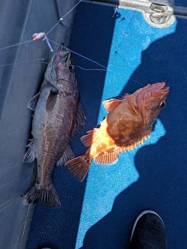 アラの釣果