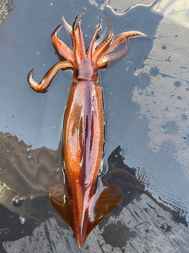 スルメイカの釣果