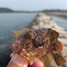 カサゴ