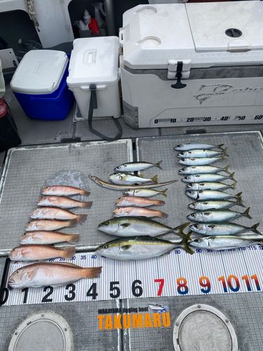 アマダイの釣果