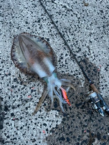 アオリイカの釣果