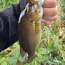 スモールマウスバス