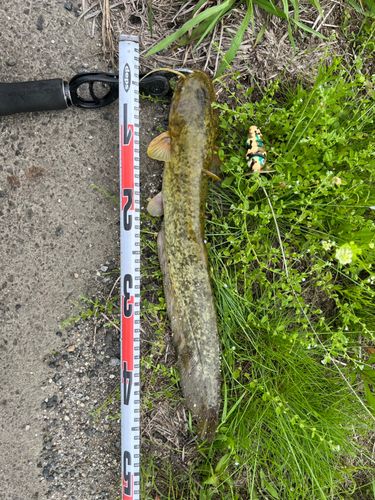 ナマズの釣果