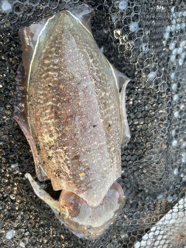 コウイカの釣果