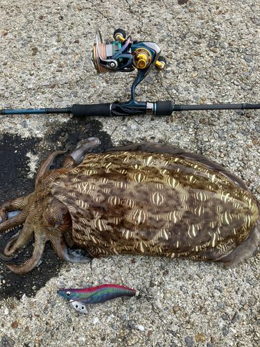 カミナリイカの釣果