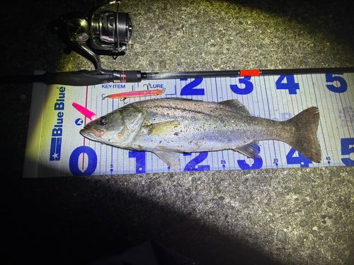シーバスの釣果