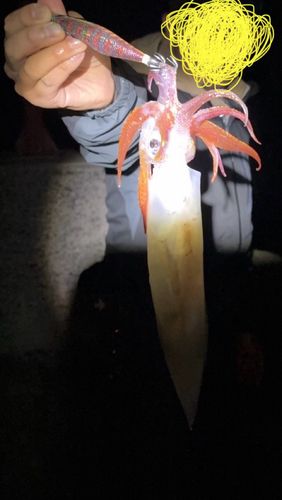 ケンサキイカの釣果