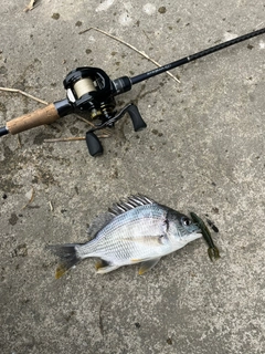 キビレの釣果