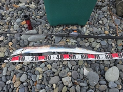 タチウオの釣果