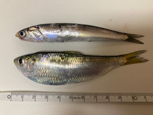 カタクチイワシの釣果