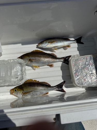イサキの釣果
