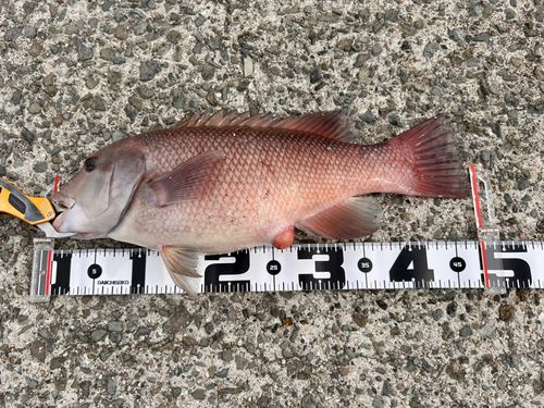 コブダイの釣果