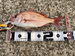 マダイの釣果