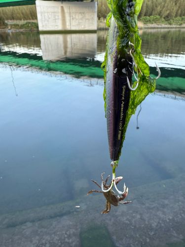 カニの釣果