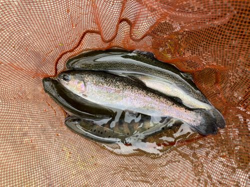 ニジマスの釣果