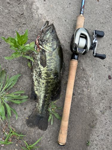 ブラックバスの釣果