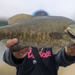 スモールマウスバス