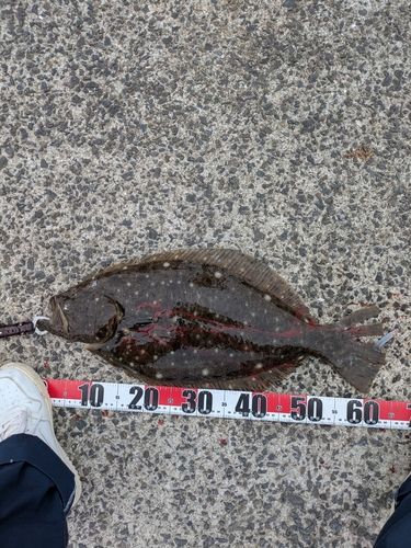 ヒラメの釣果