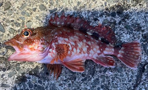 カサゴの釣果