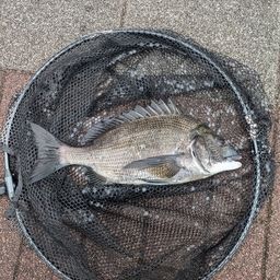 クロダイ