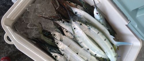 サヨリの釣果