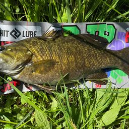 スモールマウスバス