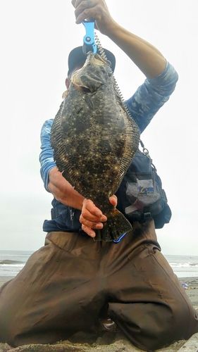 ヒラメの釣果