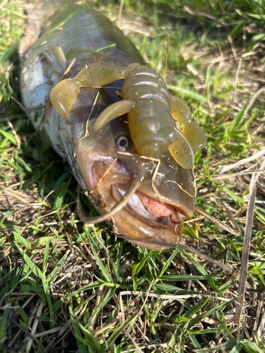 ナマズの釣果