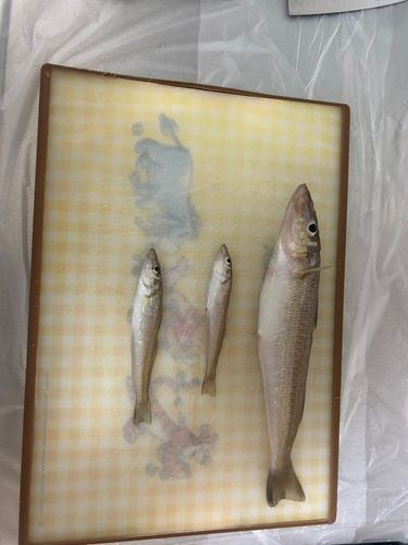キスの釣果
