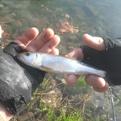 ハスの釣果