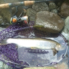 イワナの釣果