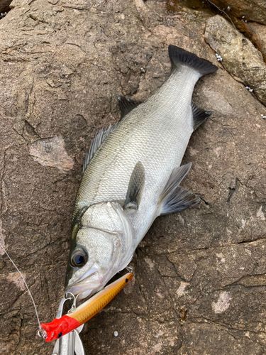 ヒラスズキの釣果