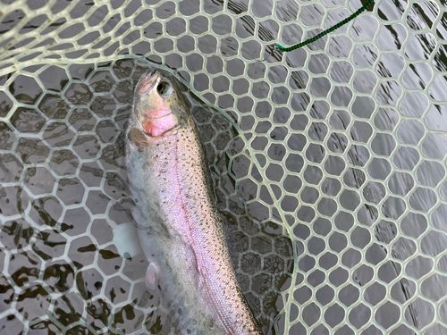 ニジマスの釣果