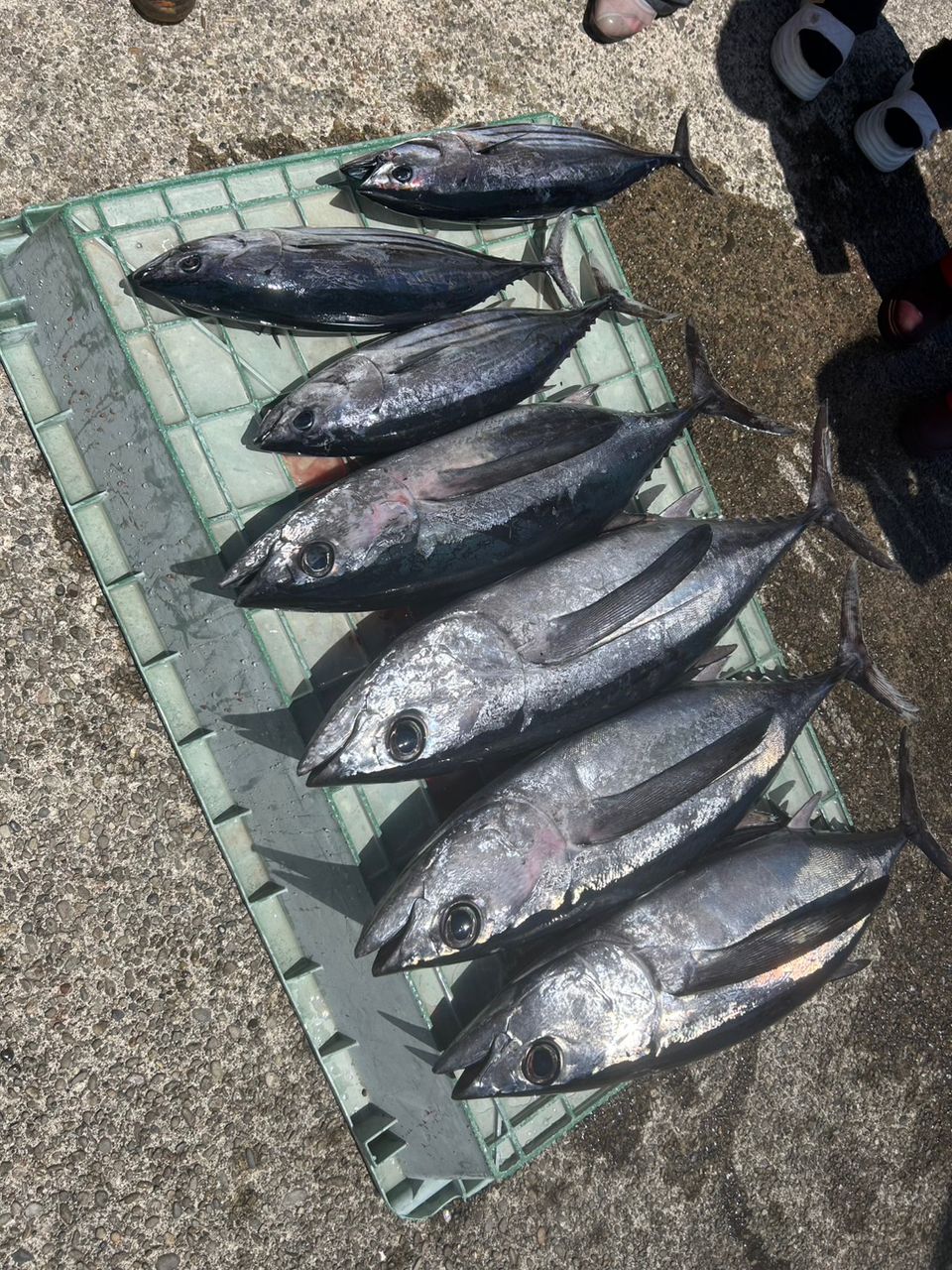 じゅりにゃん💜⚡【神聖フレラモ】さんの釣果 2枚目の画像