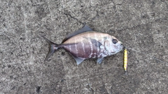 オキアジの釣果