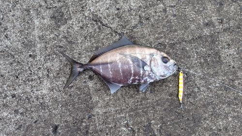 オキアジの釣果