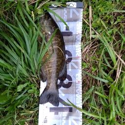 スモールマウスバス