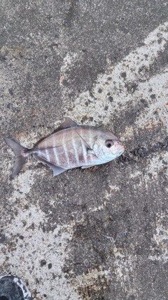オキアジの釣果