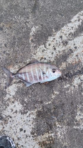 オキアジの釣果