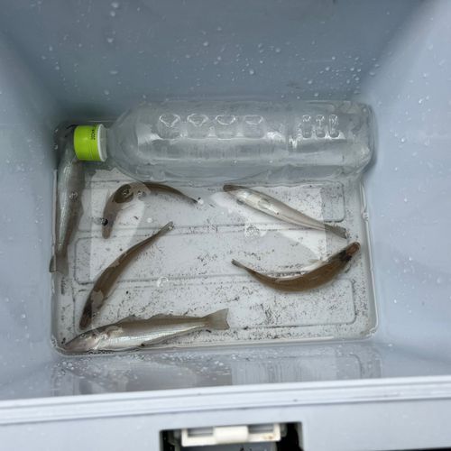 シロギスの釣果