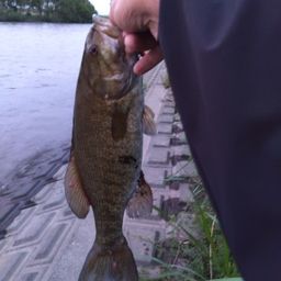 スモールマウスバス