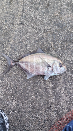 オキアジの釣果