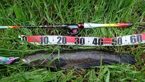 ライギョの釣果