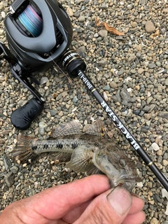 ハゼの釣果