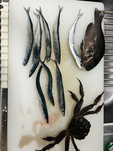 サンマの釣果