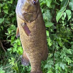 スモールマウスバス